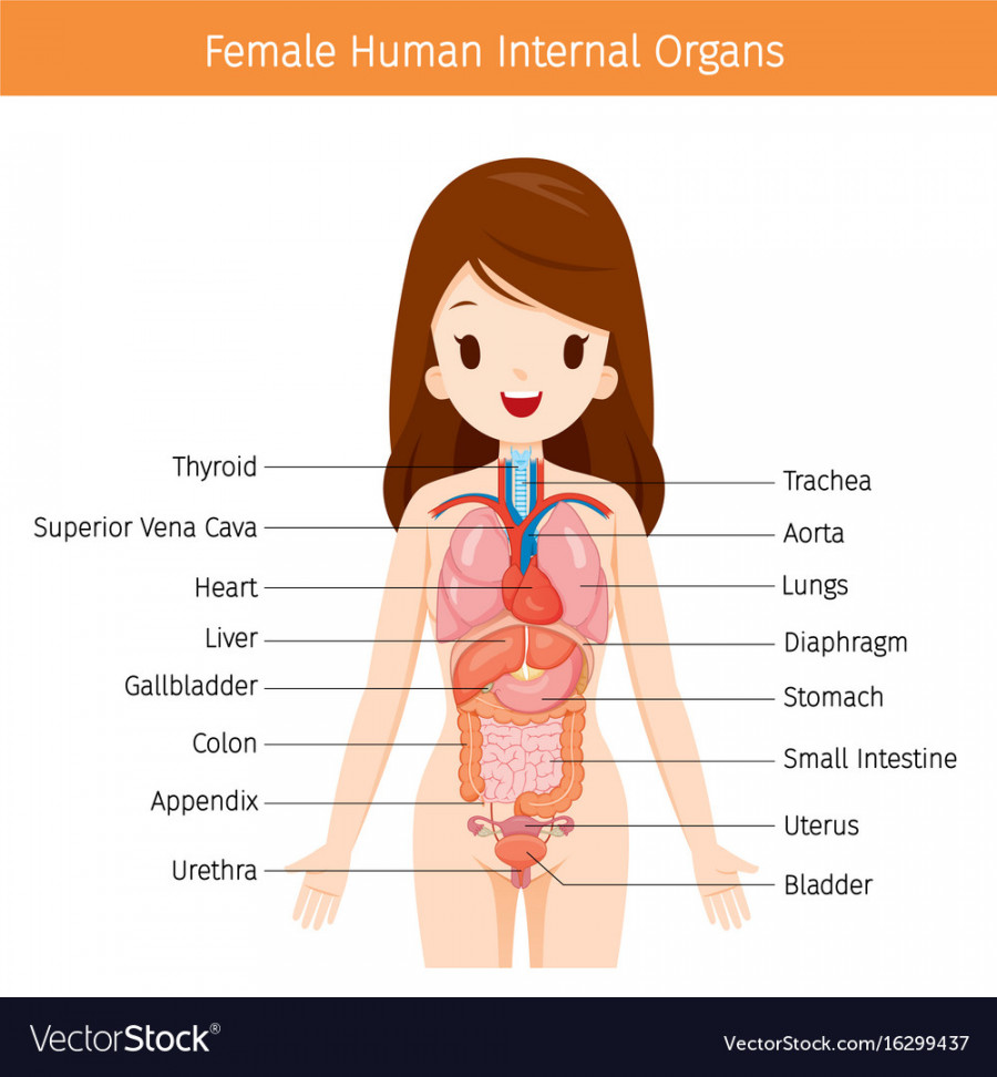 Female human anatomy internal organs diagram Vector Image