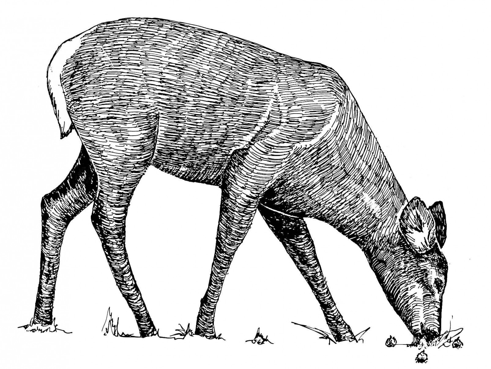 File:Animal line art drawing