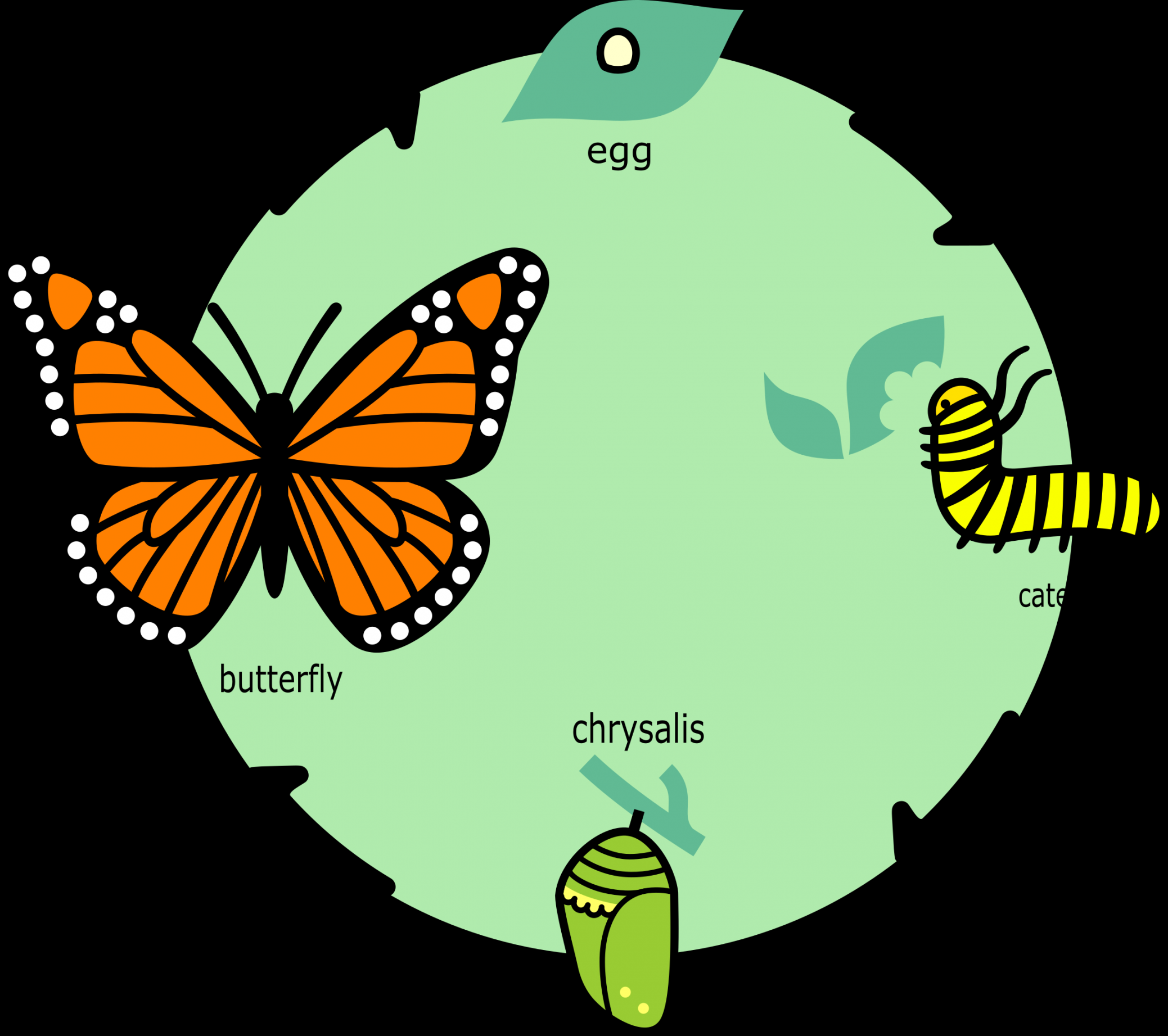 File:Butterfly life cycle diagram in English