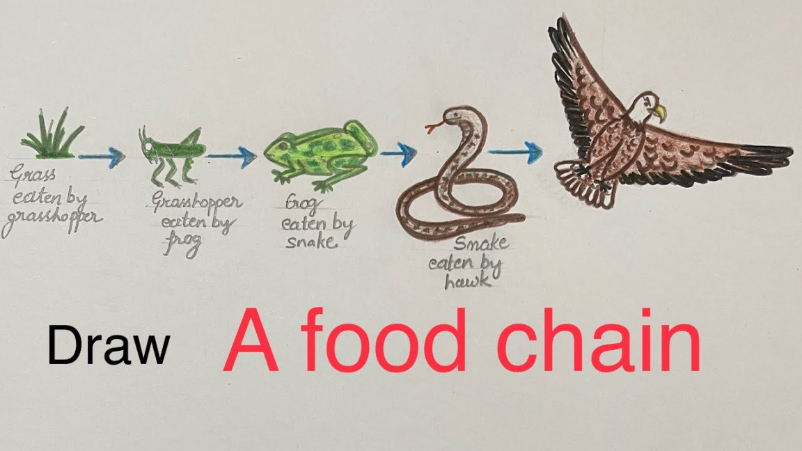 Food chain drawing easy,step by step,how to draw a food chain for EVS ,draw  food chain for ecosystem