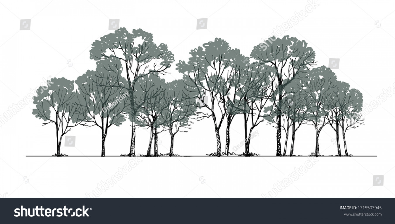 Forest Background Sketch Ing Vector Tree Stock Vector (Royalty