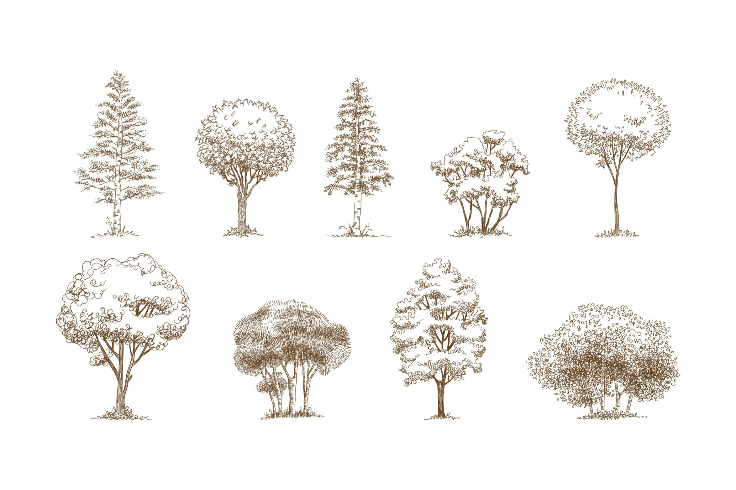 Forest trees realistic hand drawn