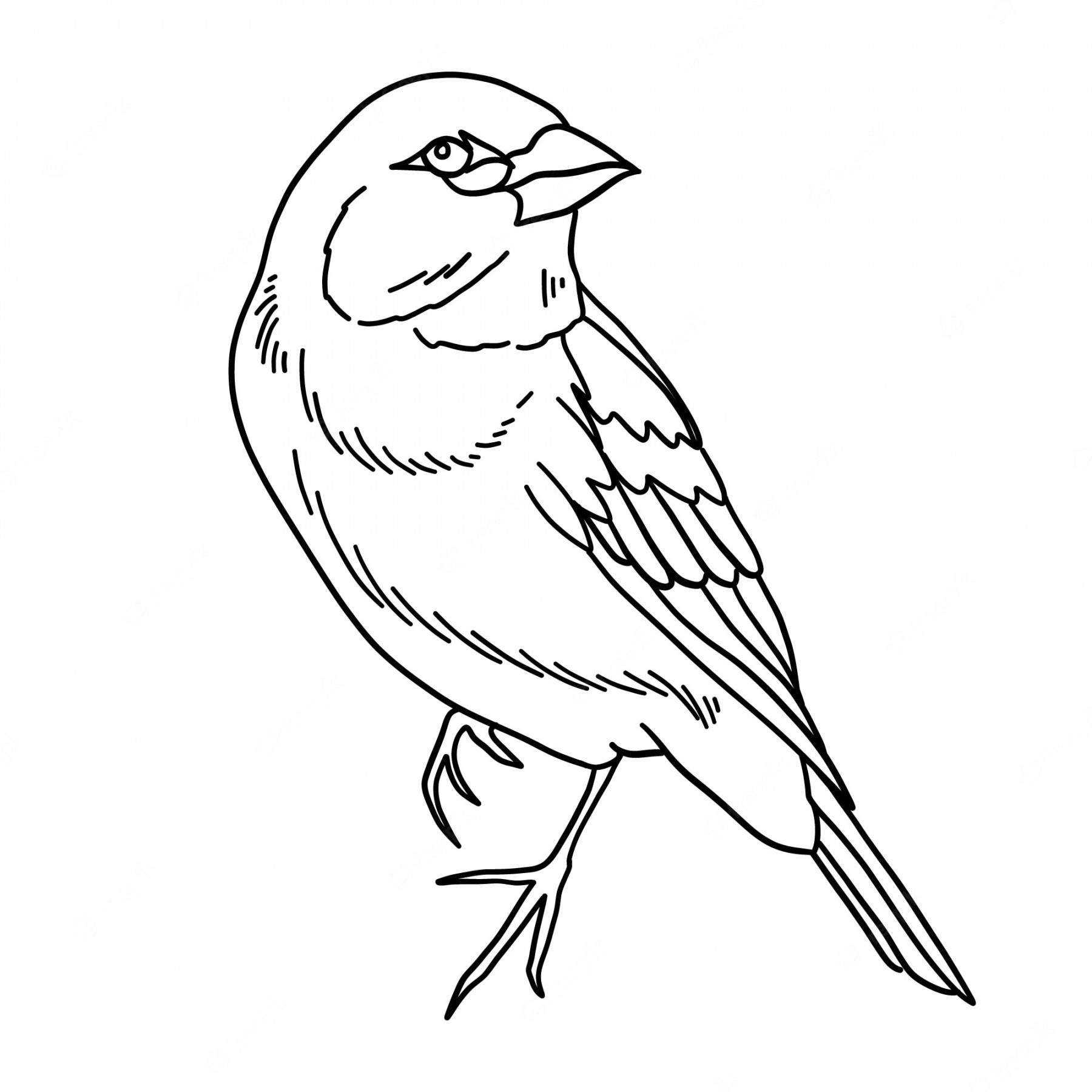 Free Vector  Hand drawn bird outline illustration