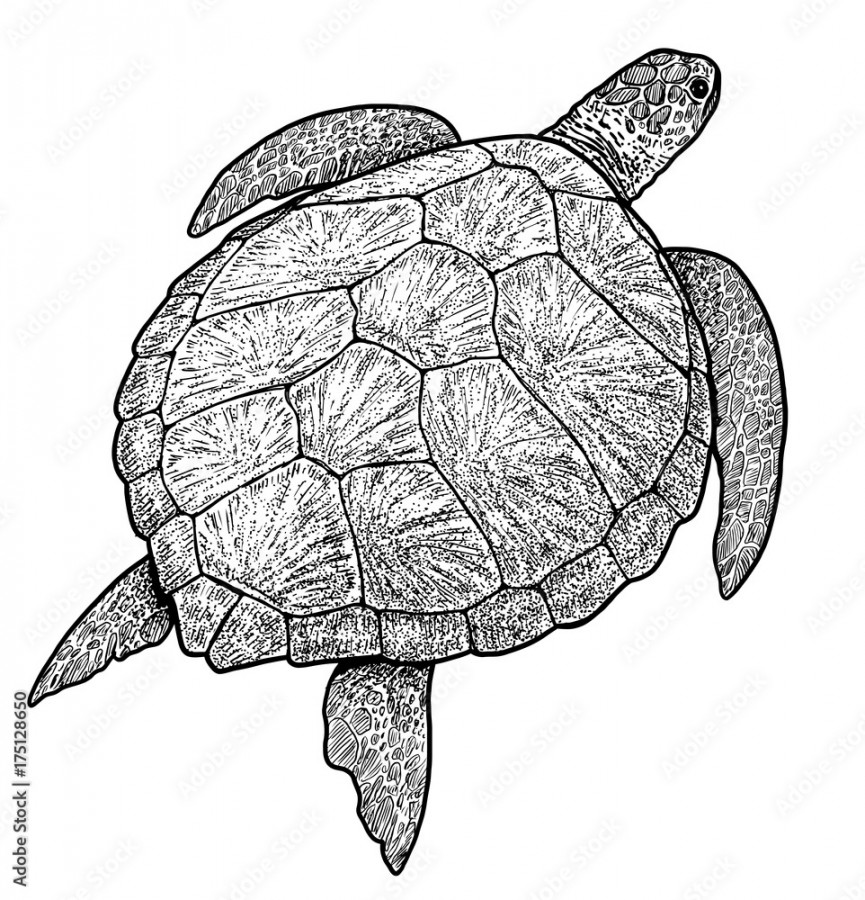 Green sea turtle illustration, drawing, engraving, ink, line art