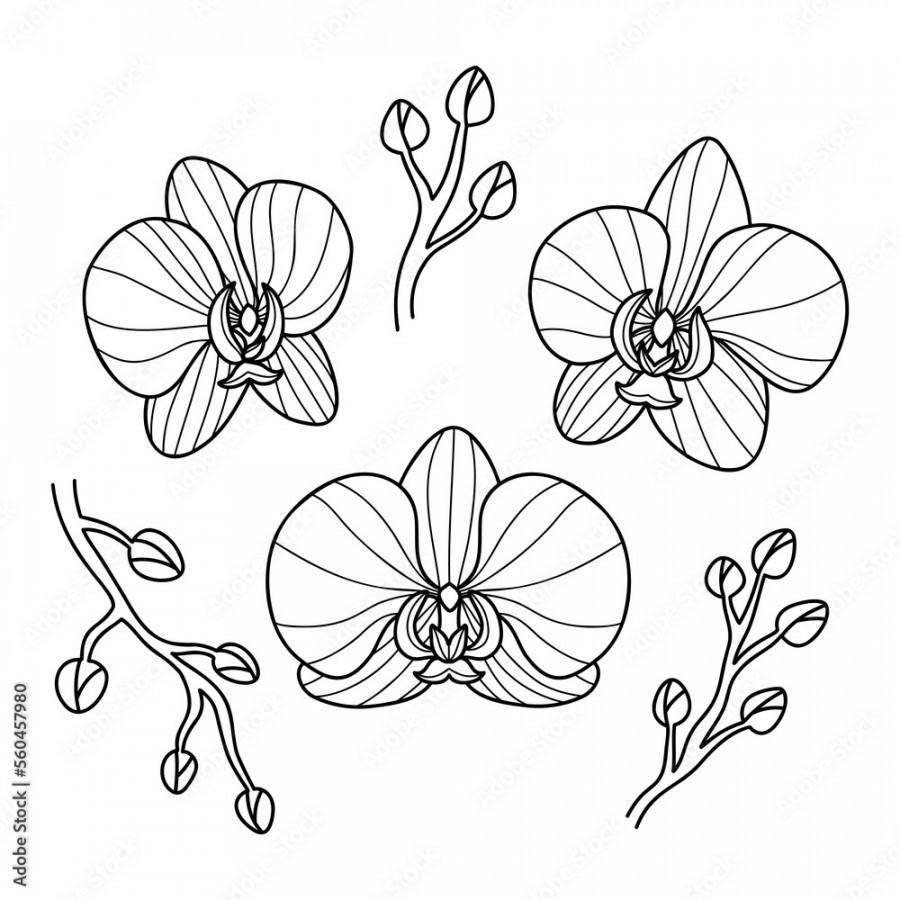 Hand drawn orchid flowers on white background. Line art