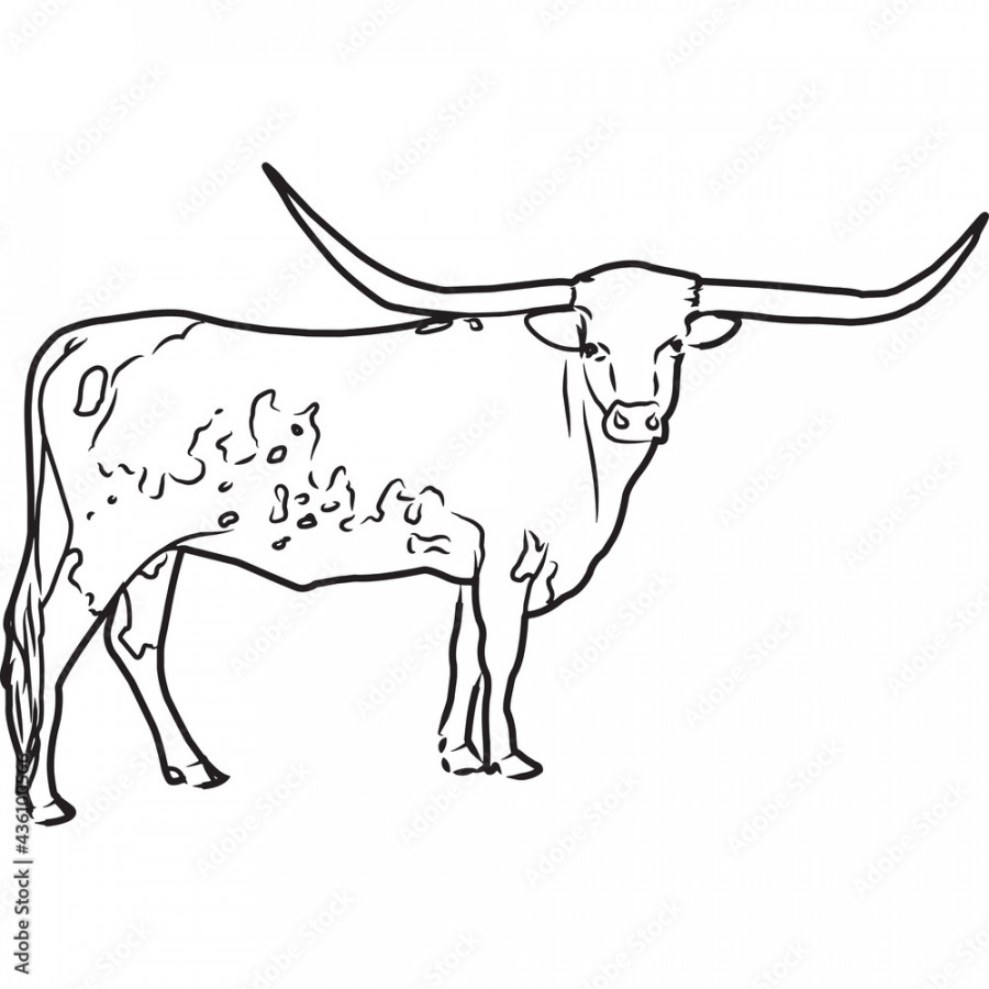 Hand Sketched, Hand Drawn Texas Longhorn Cow Vector Stock