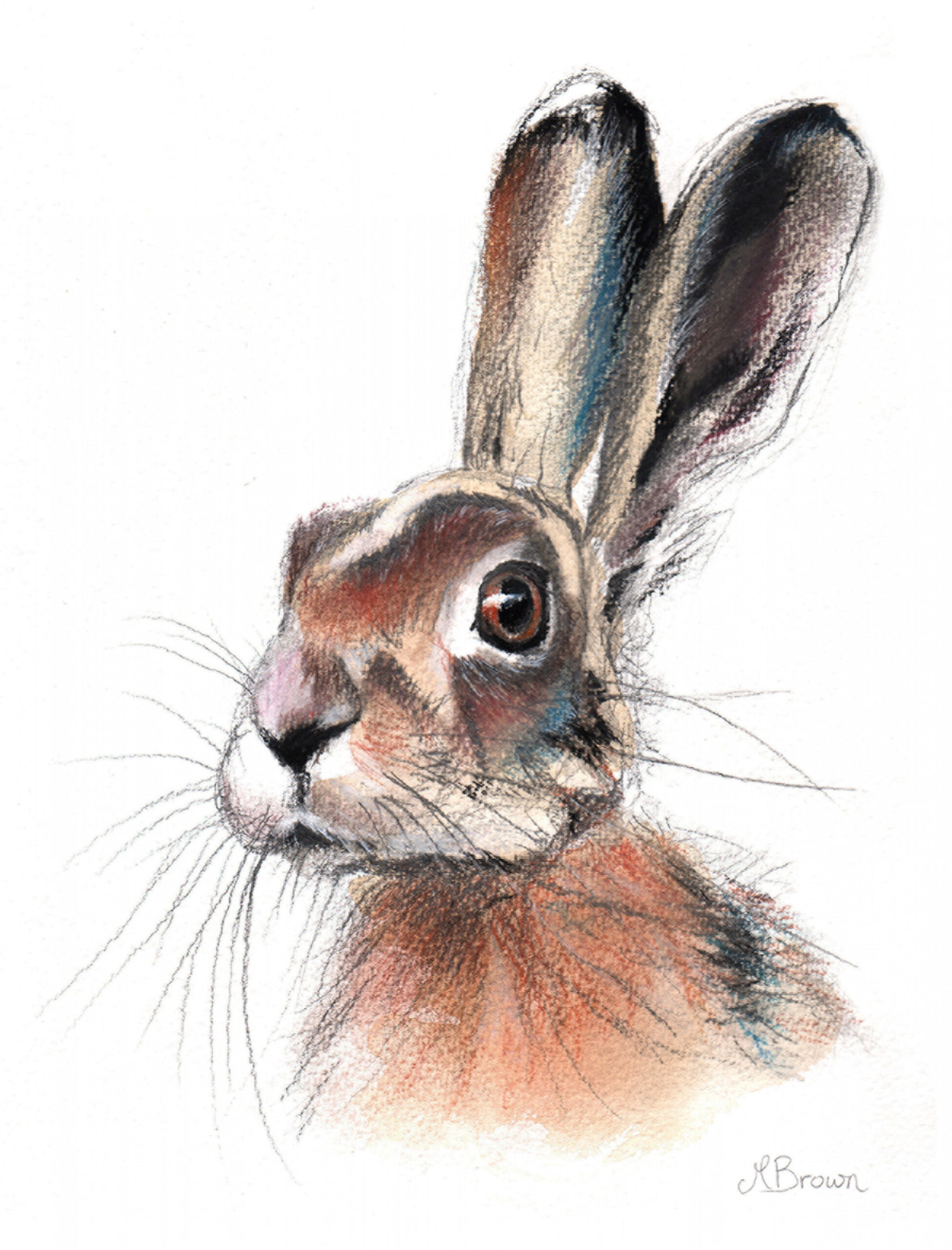 Hare Wildlife Art Print, Hare drawing, Sketch of a Hare, Colourful