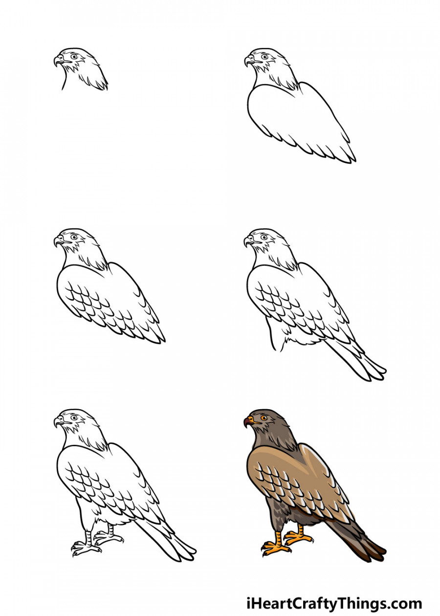 Hawk Drawing - How To Draw A Hawk Step By Step