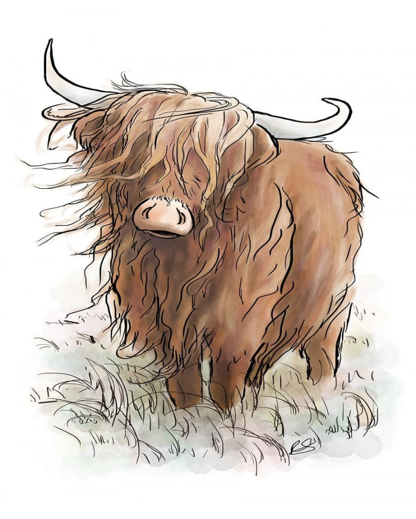 Highland Cow illustration  Cow illustration, Highland cow