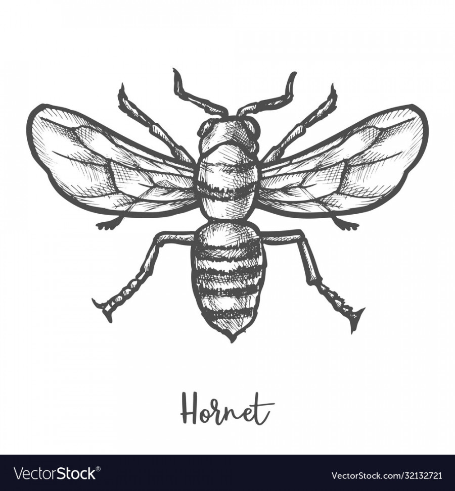 Hornet sketch vintage wasp Royalty Free Vector Image