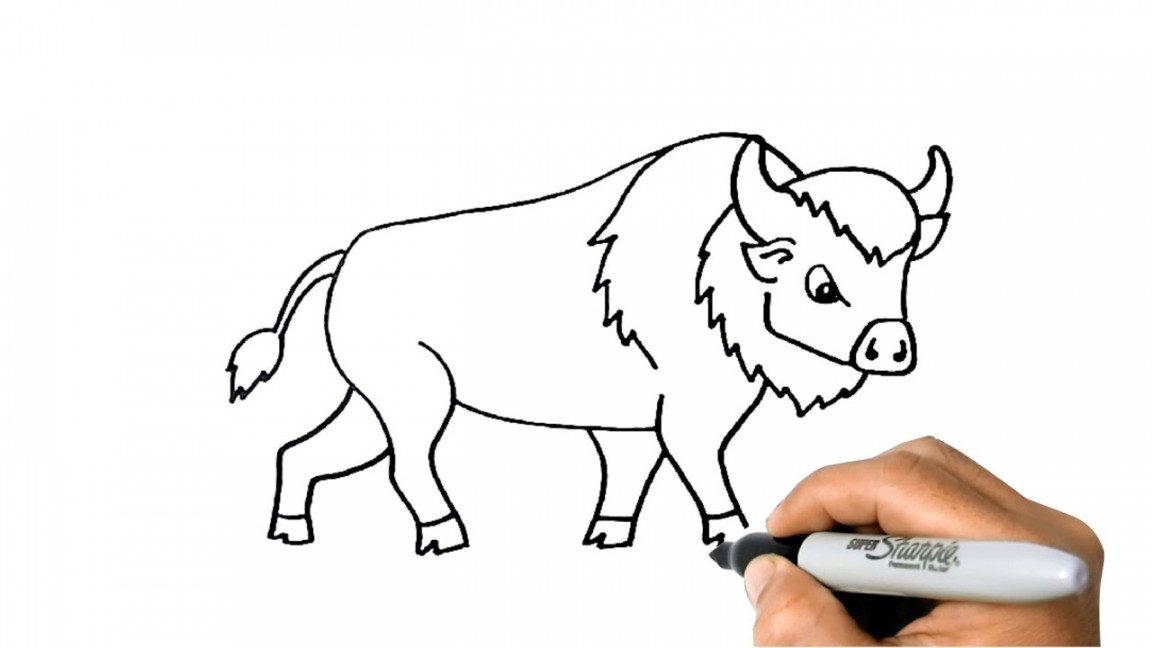 How to DRAW a BUFFALO Easy Step by Step