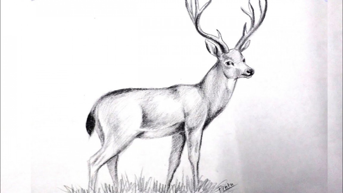 How to draw a deer step by step  Pencil shading  Charcoal