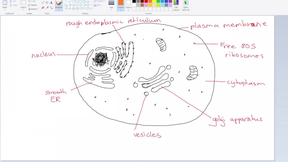 How to draw a Eukaryotic Cell IB Biology