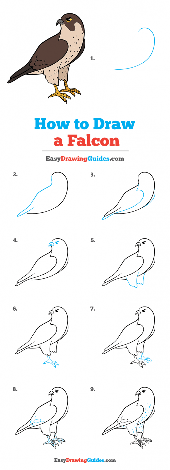 How to Draw a Falcon - Really Easy Drawing Tutorial  Drawing