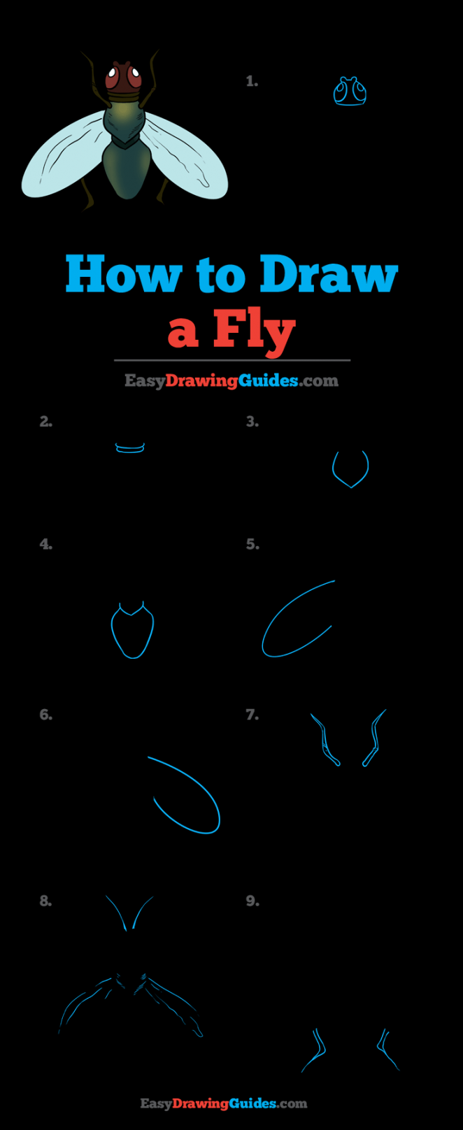 How to Draw a Fly - Really Easy Drawing Tutorial  Bugs drawing