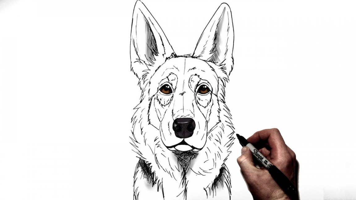 How To Draw A German Shepherd  Step By Step