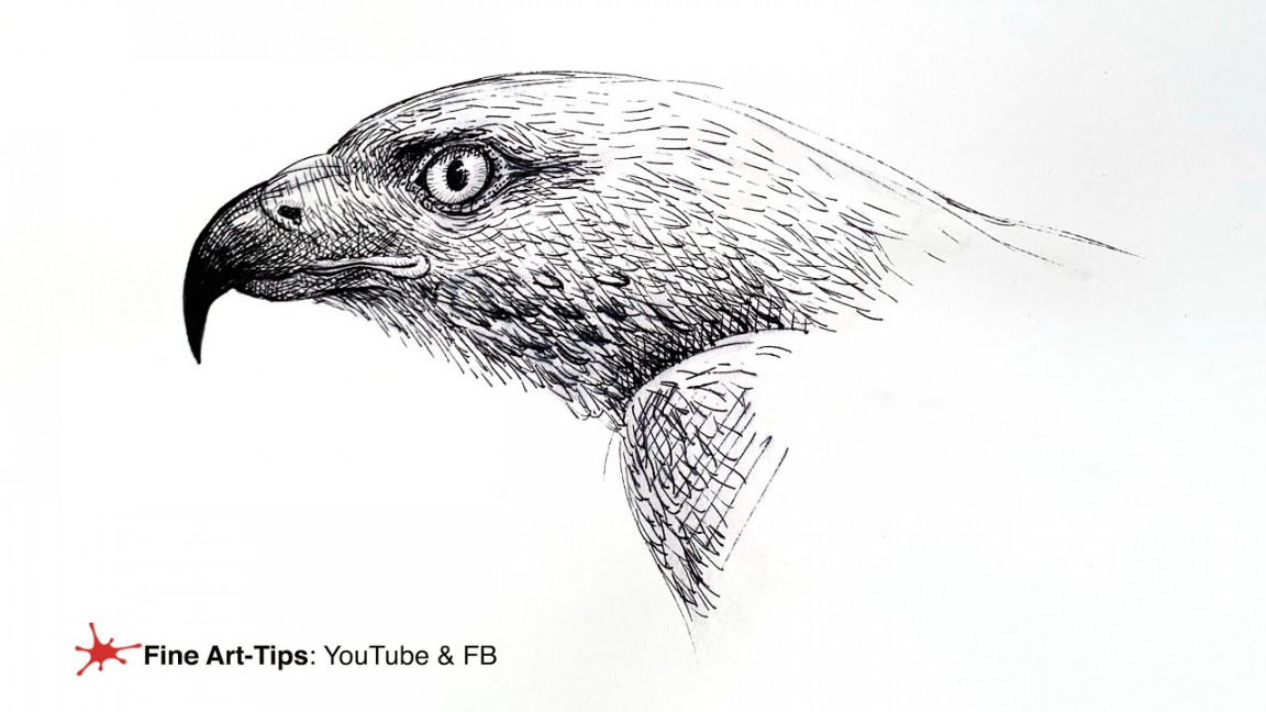 HOW TO DRAW A HAWK´S HEAD - Drawing with ink