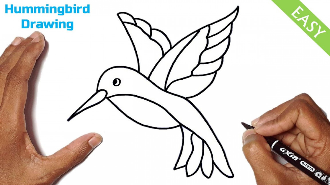 How to Draw a Hummingbird Step by Step Easy  Cute Hummingbird Drawing