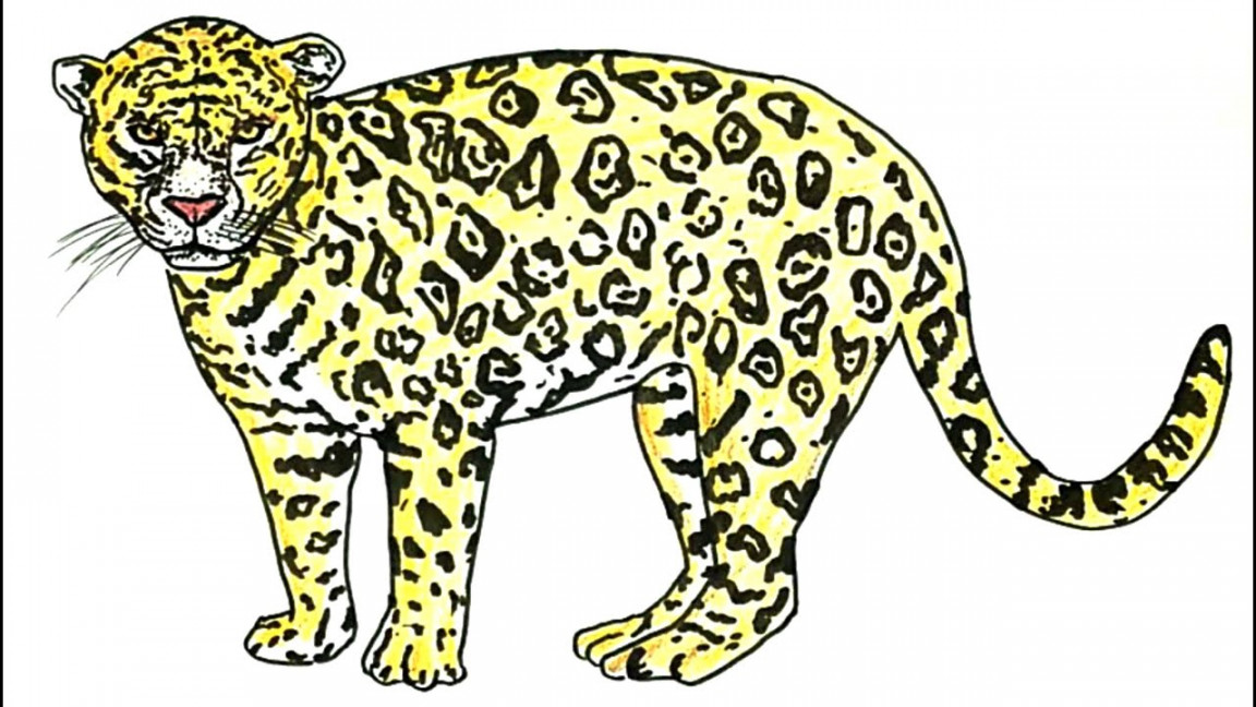 How to Draw a Jaguar (animal)