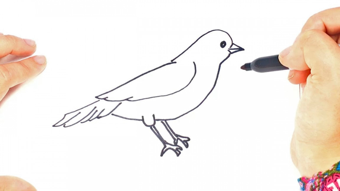 How to draw a little Bird Step by Step