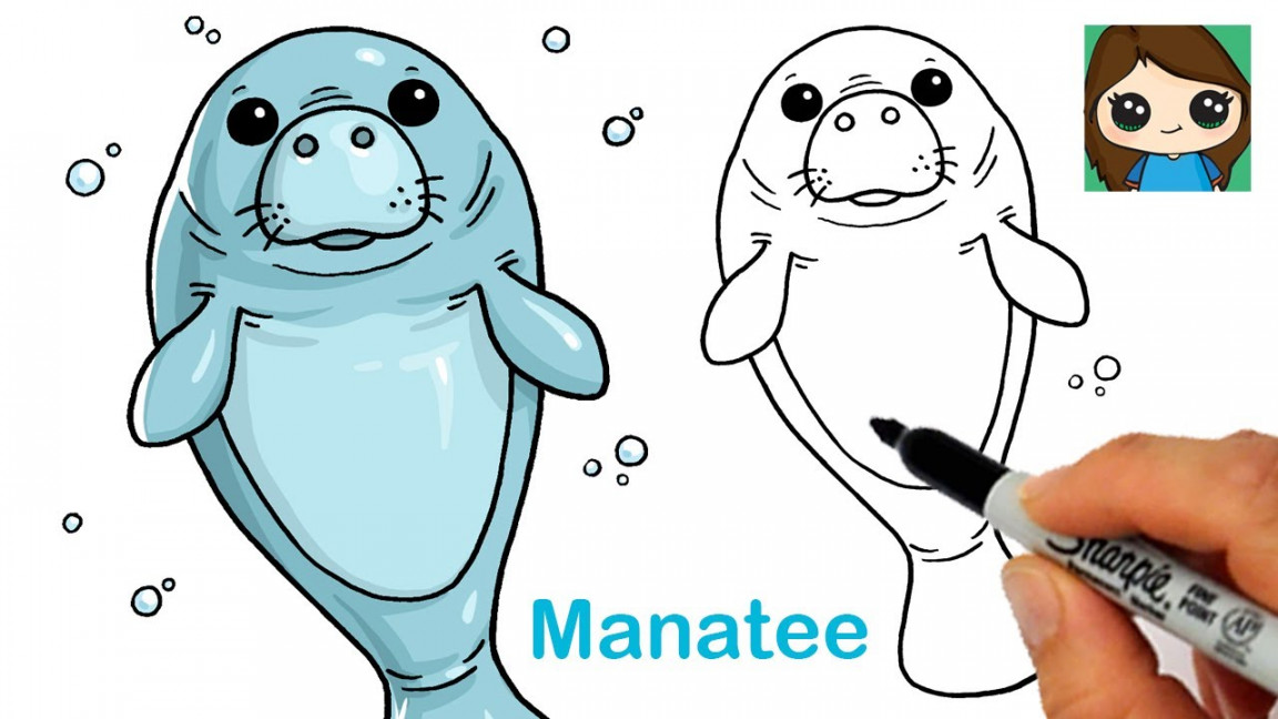 How to Draw a Manatee Easy