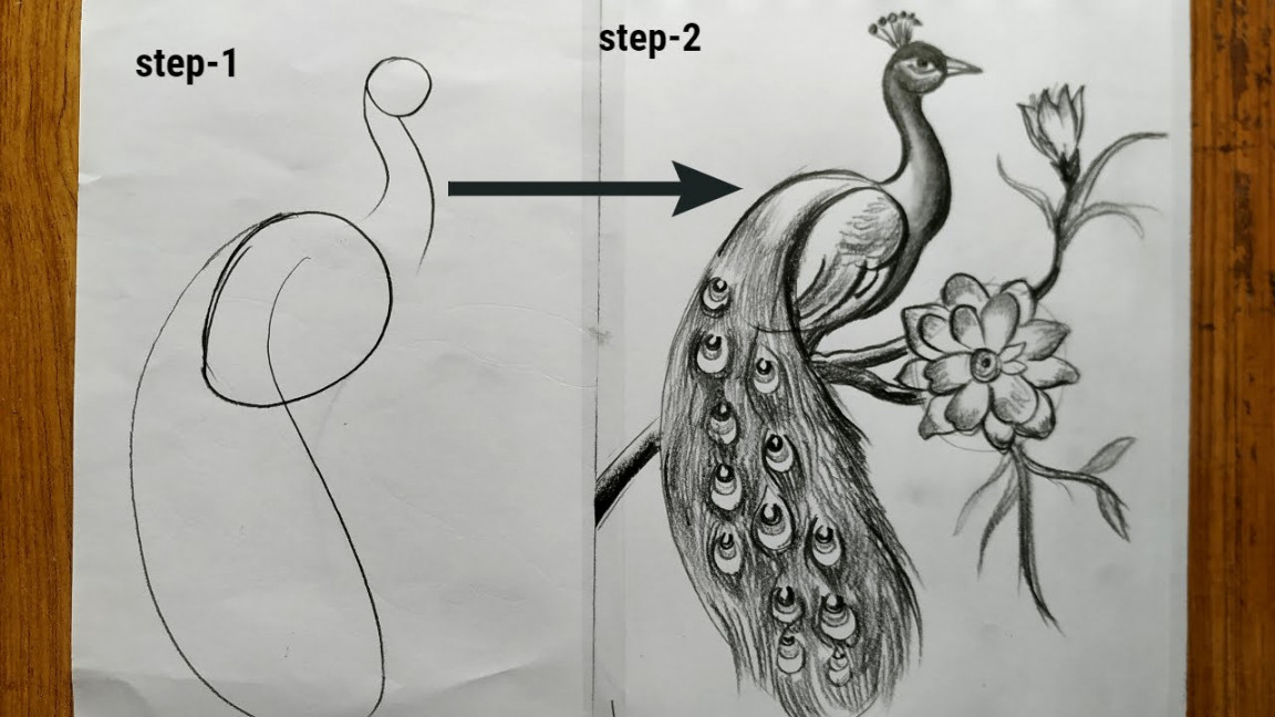 how to draw a peacock step by step,easy peacock drawing,how to draw a  peacock by pencil sketch