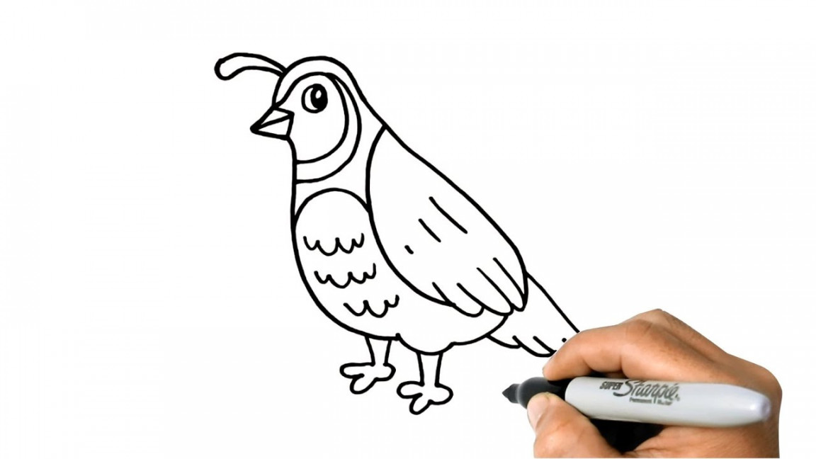 How to DRAW a QUAIL Easy Step by Step Drawing Animals