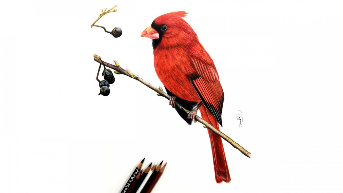 HOW TO DRAW A REALISTIC CARDINAL BIRD  Colour Pencil Drawing Tutorial