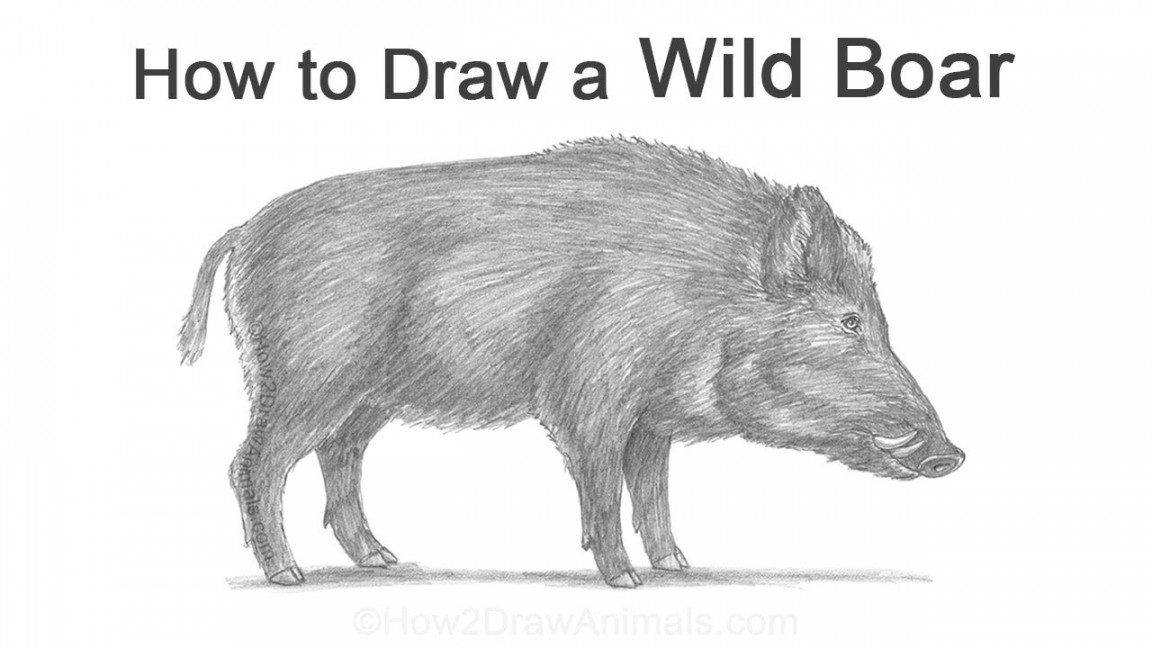 How to Draw a Wild Boar