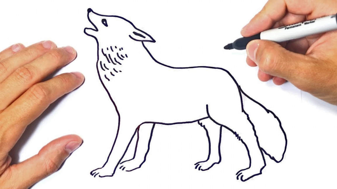 How to draw a Wolf Step by Step  Wolf Drawing Lesson