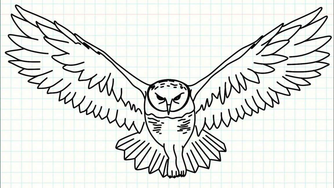 How to Draw an Owl / ( Flying a Bird Drawing ) Easy Drawing Tutorials