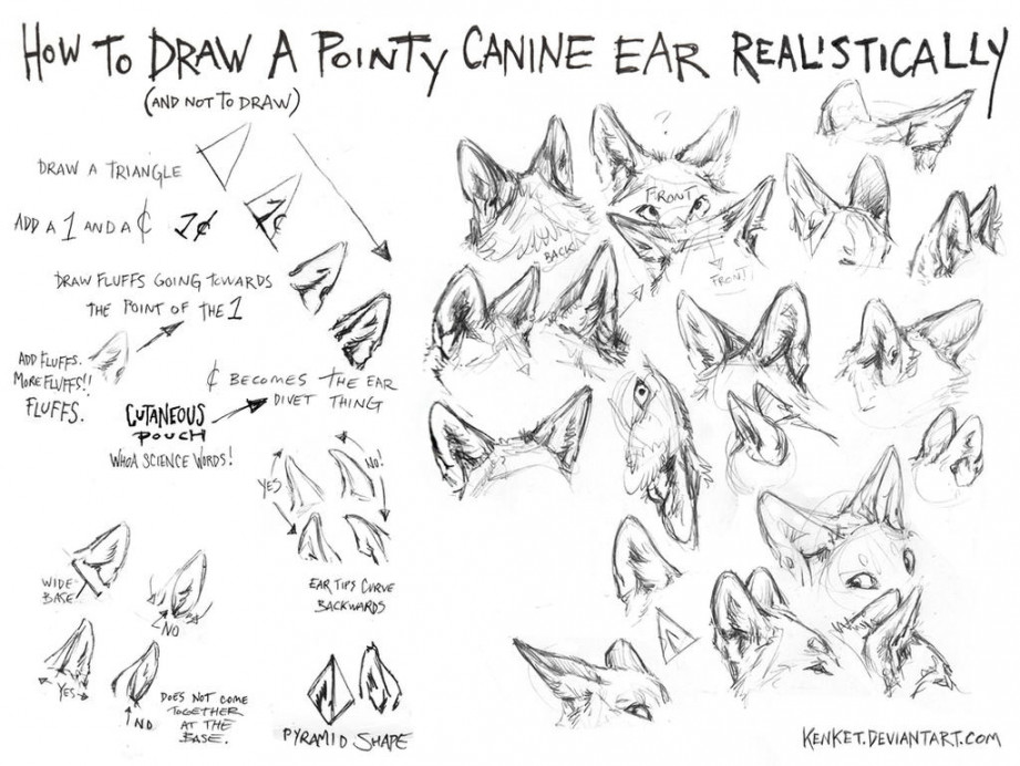 How to Draw Canine Ears Tutorial # by kenket on DeviantArt