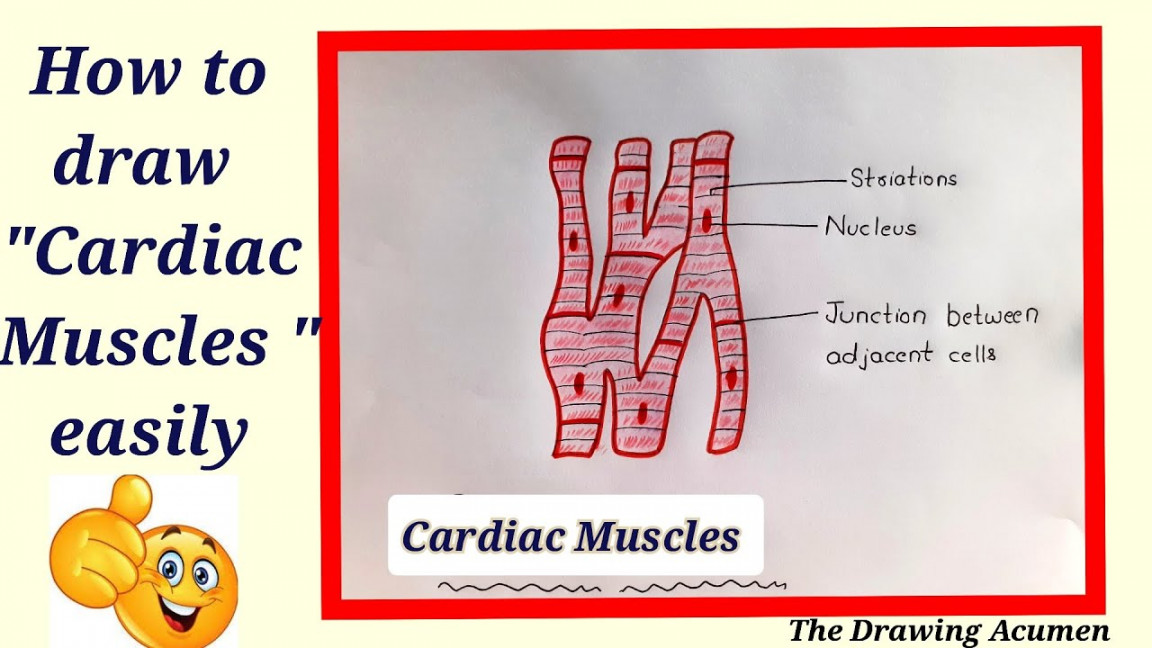 How to draw " Cardiac Muscles" step by step in a very easy way  Type of  Muscles tissue