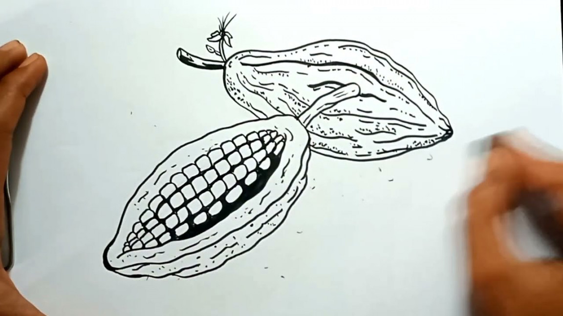 How to Draw Cocoa Beans In Easy Steps