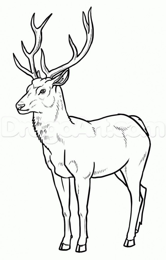 how to draw deer step   Deer drawing, Animal drawings, Easy