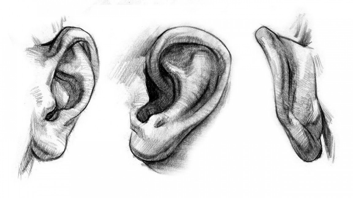 How to Draw Ears - Anatomy and Structure