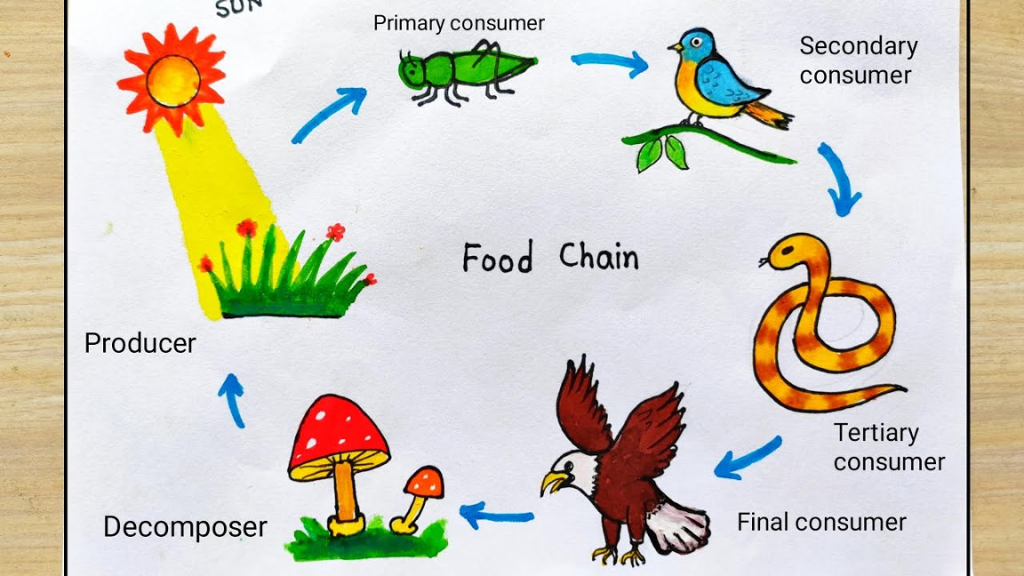 How to draw Food Chain diagram easy  Food Cycle drawing easy  Food Chain  Cycle drawing