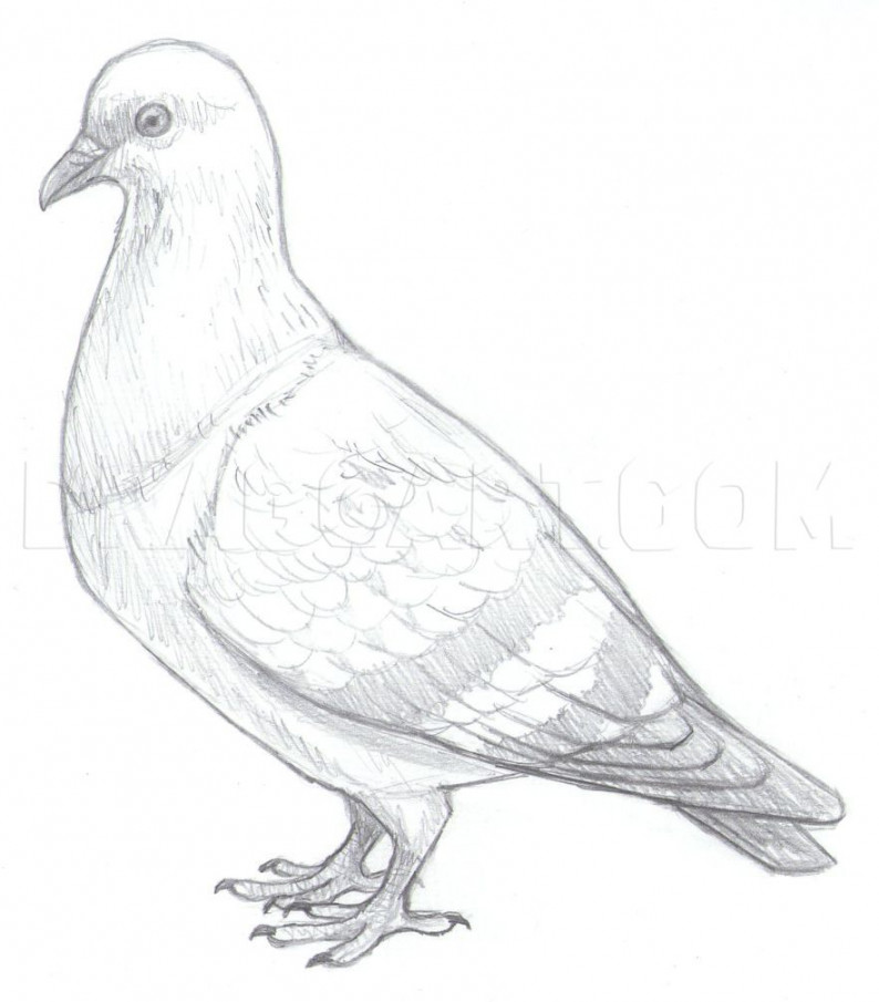 How To Draw Pigeons, Step by Step, Drawing Guide, by makangeni