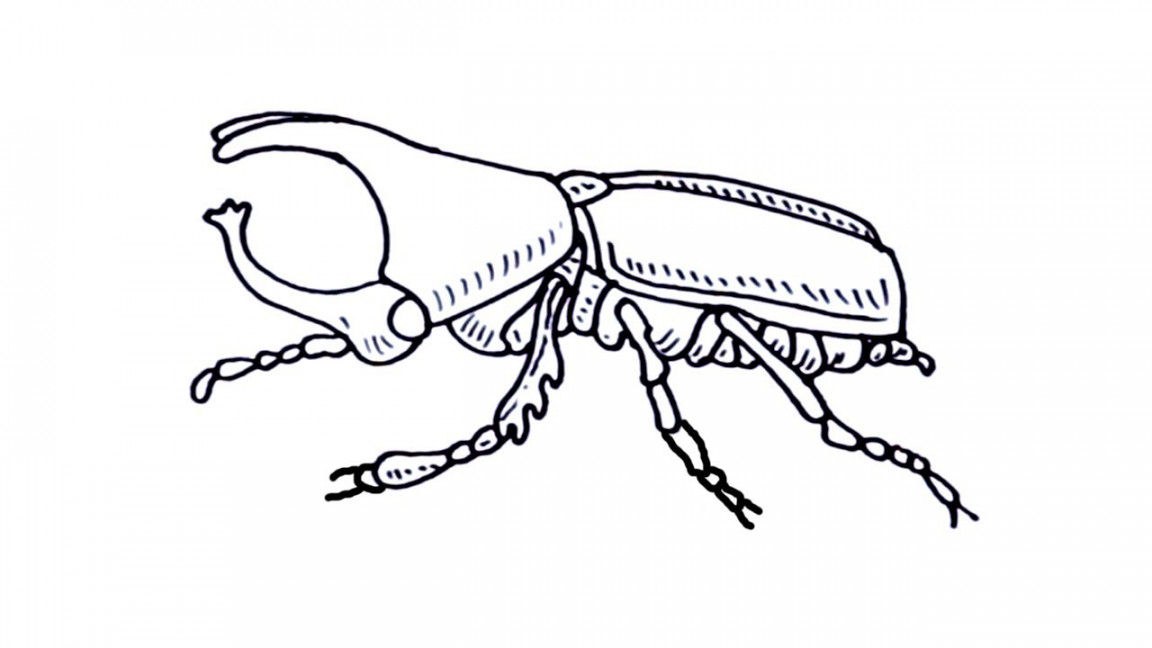 How to draw Rhino Beetle easy.