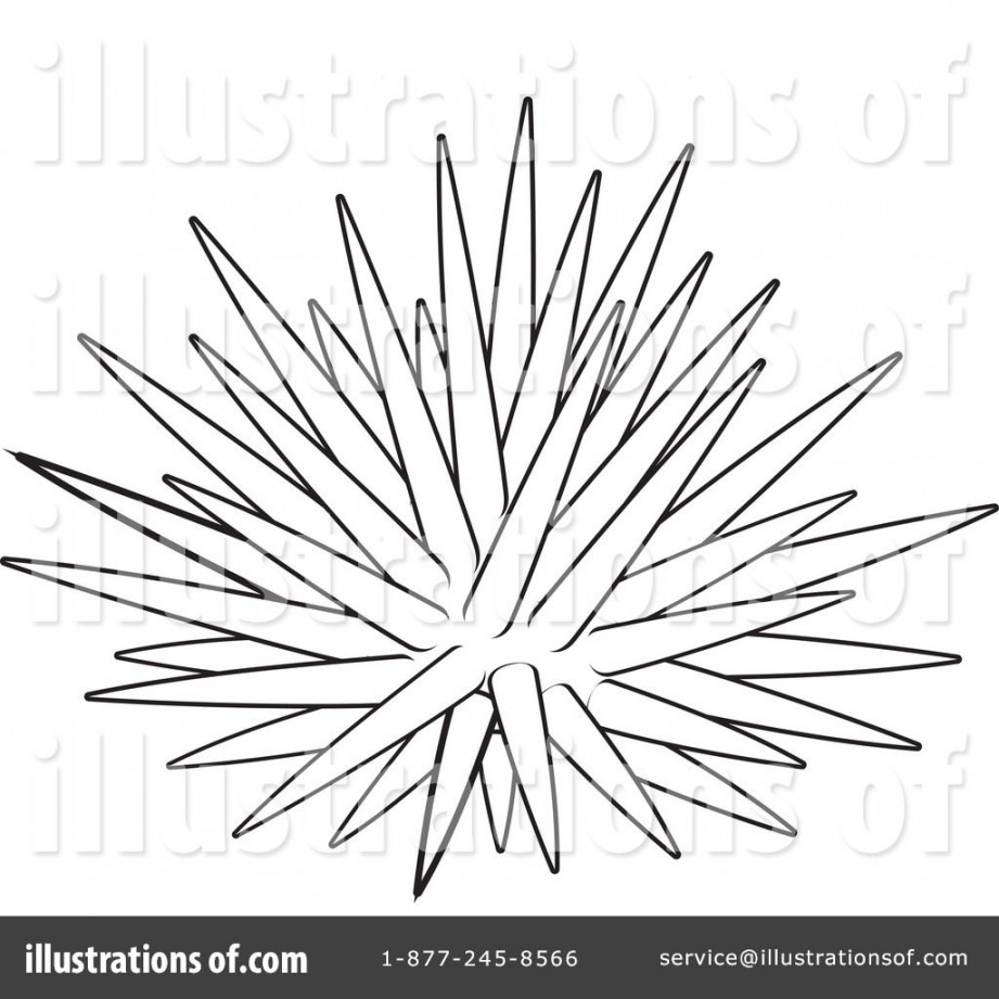 HOW TO DRAW SEA URCHIN  Sea urchins art, Drawings, Cartoon