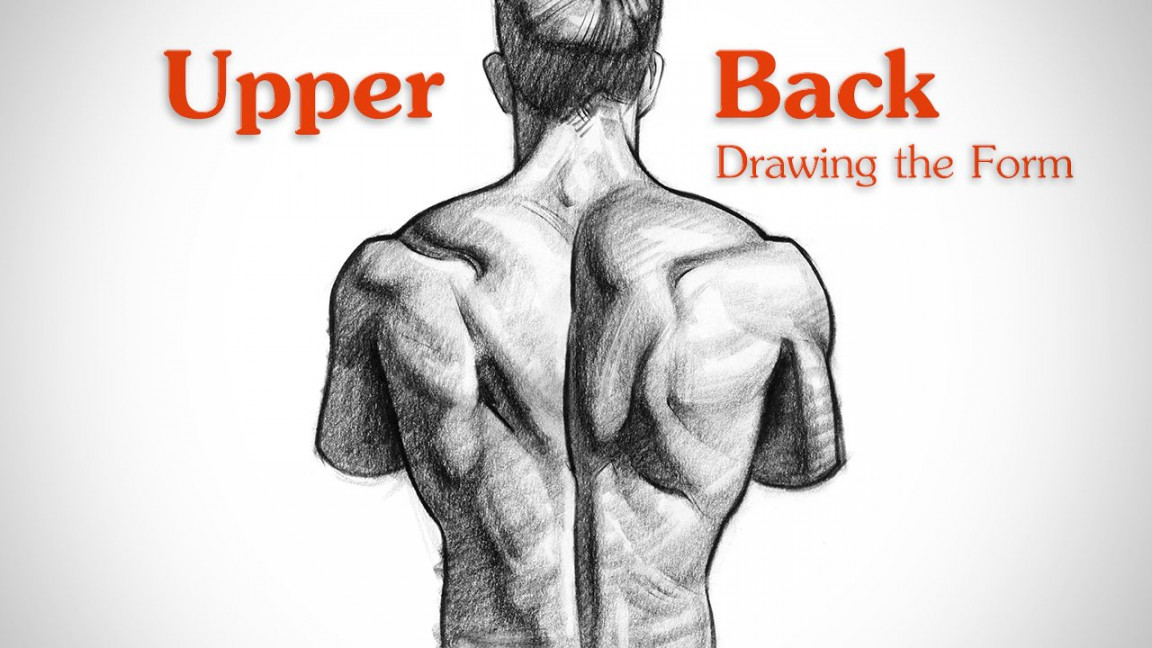 How to Draw Upper Back Muscles - Form