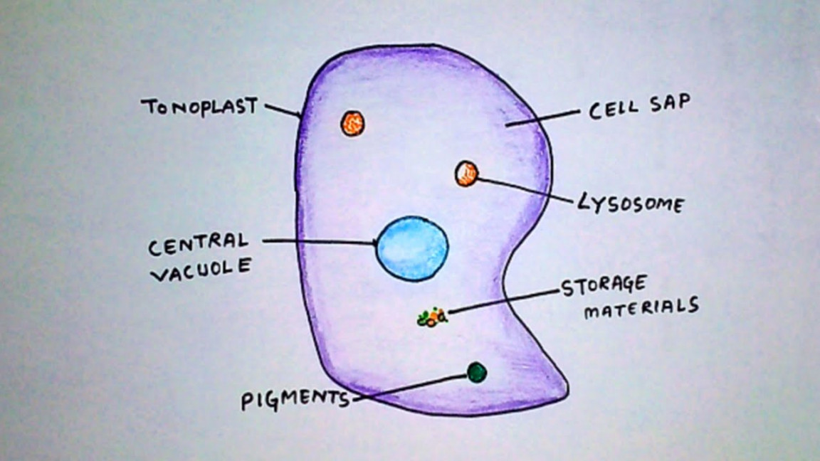 How to draw vacuole  Labelled Biology Diagrams of vacuole by Hajong Art