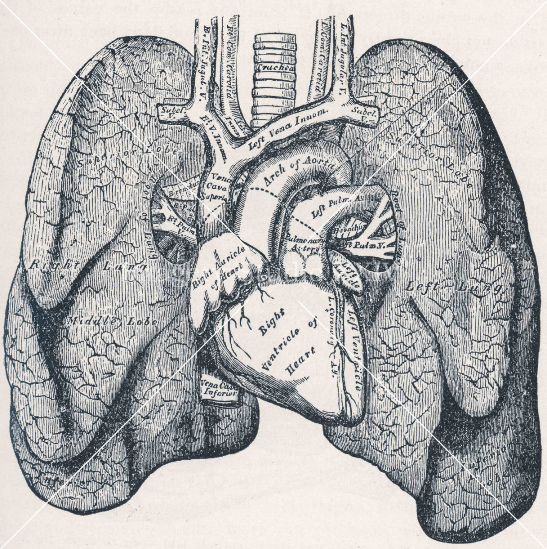 Human Heart Lungs Drawing Medical Journal Black and White Antique