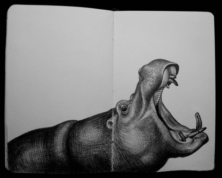 Imgur  Animal sketches, Hippo drawing, Realistic animal drawings