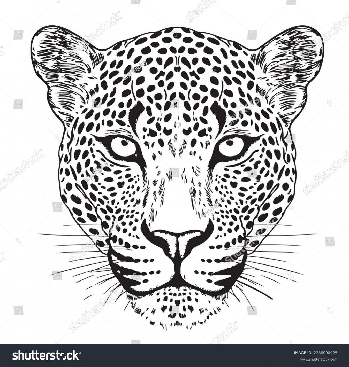 Jaguar Draw Photos and Images