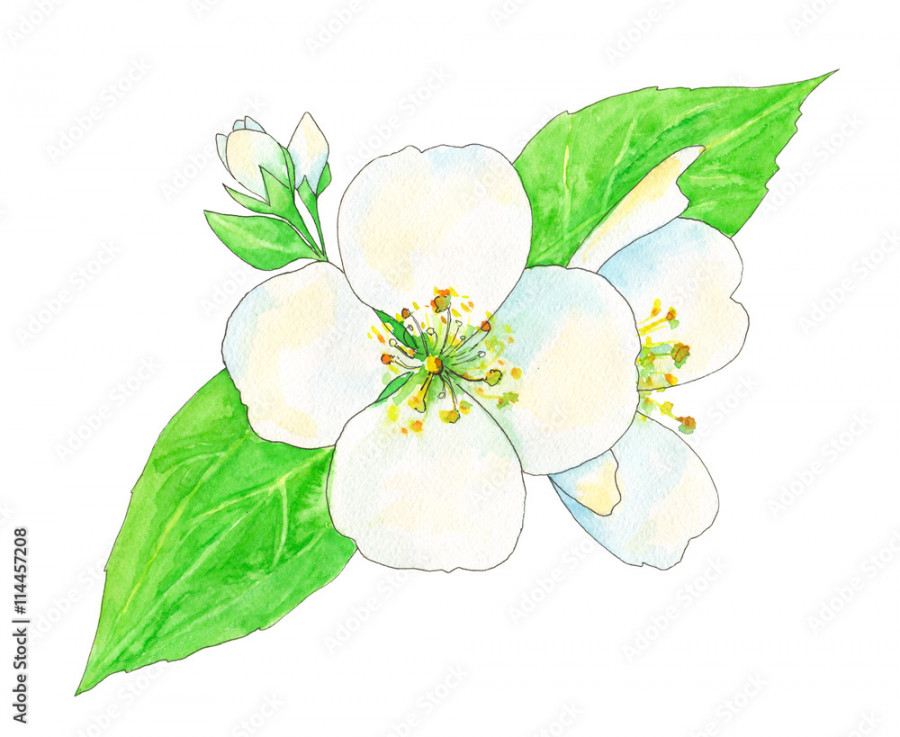 jasmine, white flowers and green leaves with black outline