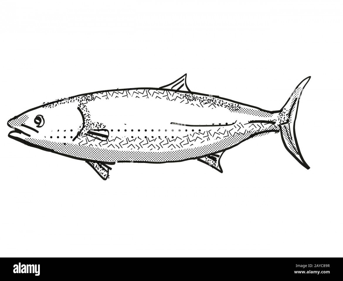 Kingfish New Zealand Fish Cartoon Retro Drawing Stock Photo - Alamy