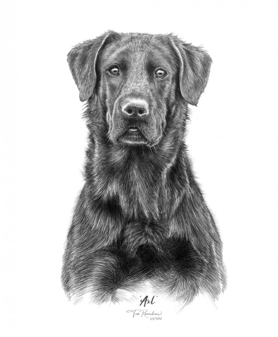 Labrador Retriever Drawing - TR Design Studio