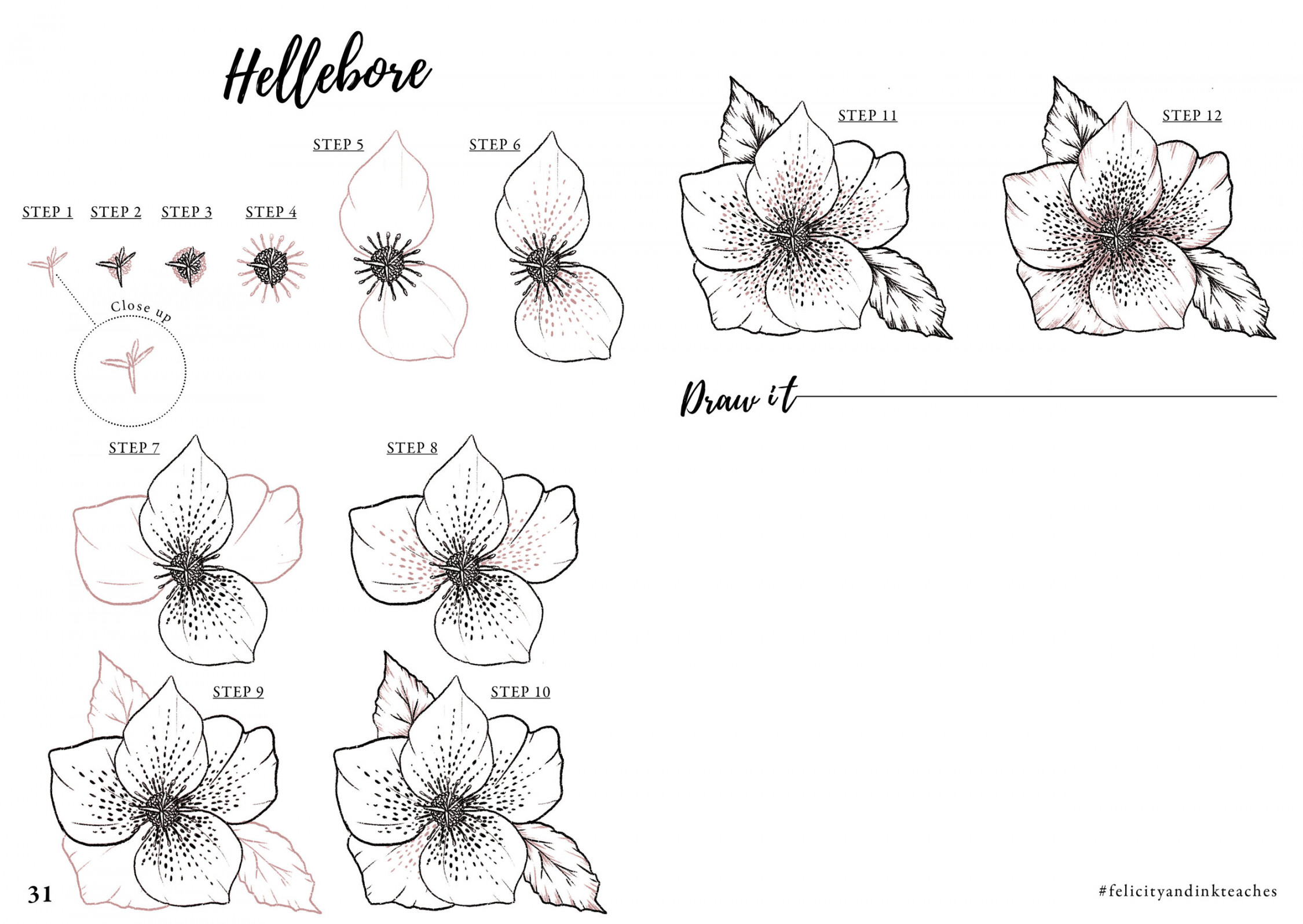 Learn how to draw a Hellebore flower - Free Step by Step Tutorial