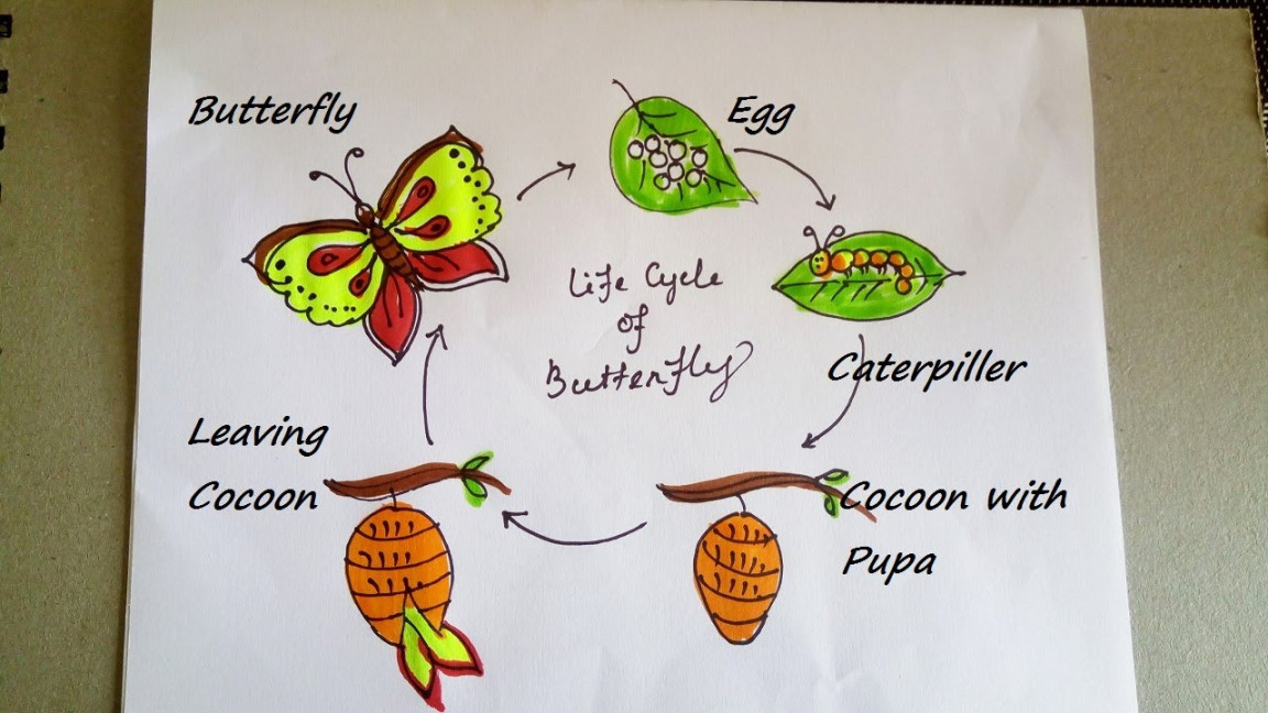 Life cycle of a butterfly drawing  How to draw a butterfly easy